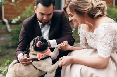 Официальное свадебное платье с белой собакой, летние свадебные костюмы с  собакой, одежда для маленькой собаки, женское платье с шелковой лентой  цвета шампанского | AliExpress