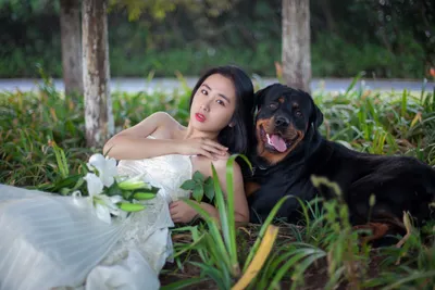Валентинки свадебная собака в любви остроумие розы стоковое фото ©damedeeso  335652700