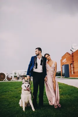 10 замечательных собак, попавших на свадебные фото