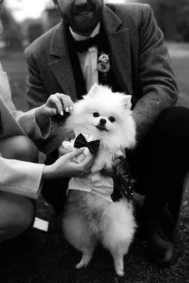 свадебная фотосессия с собакой, образ для love story с собаками, свадебный  образ жениха, образ жениха, собака на свадьбе, Свадебное агентство Москва