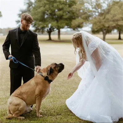 Свадебная прогулка с собакой в 2023 г | Свадебный снимок, Свадьба, Свадебные  образы