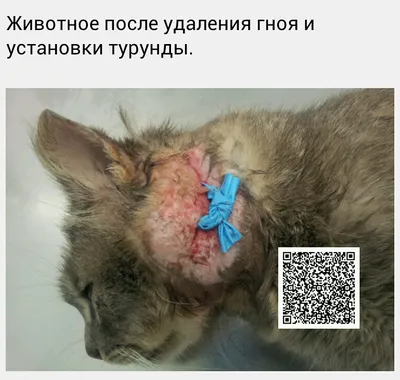 Подозрения у кота на свищ, бесплатная консультация ветеринара - вопрос  задан пользователем Zevs Kot про питомца: None