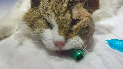 Лечение вируса герпеса у кошек и собак на губах: симптомы фото