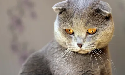 Спасти рядового Федю (абсцесс у кота, жесть) | Пикабу