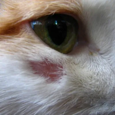 Мазь ЗАО \"Зеленая Дубрава\" Левометил - «Левометил аналог левомеколя,  который помог заживить гнойный абсцесс у кота» | отзывы