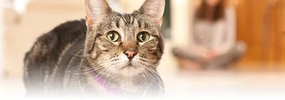 Воспаление параанальных желез у кошки - лечение воспаления ануса у кошки |  Royal Canin