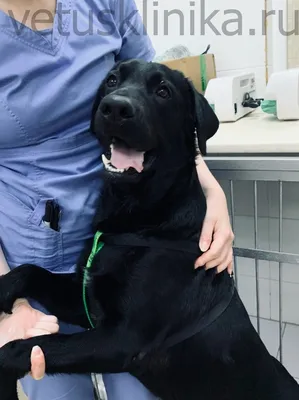 Вправление прямой кишки для собак в ветеринарной клинике SQ-lap