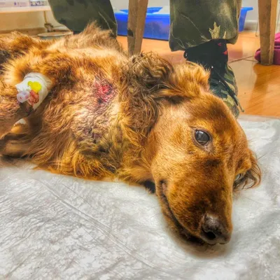 Болезни легких у собак - «Айболит Плюс» - сеть ветеринарных клиник