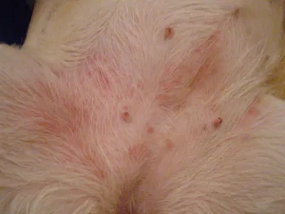 Сыпь на животе у собаки фото 