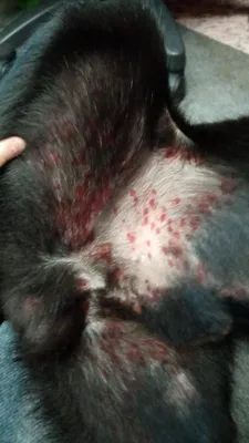 Ветеринарный препарат Apicenna Стоп-зуд суспензия для собак - «Странные  пятна, чёрного цвета, на коже у животного, которые воспалялись. Как удалось  вылечить.» | отзывы