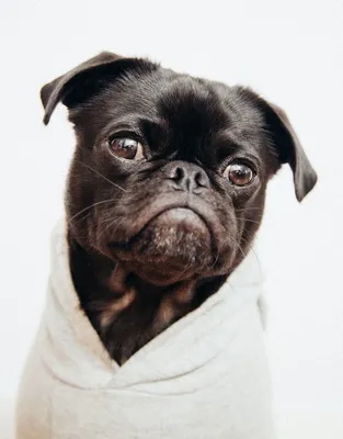 Заболевания лап у собак: симптомы и лечение, какие могут быть недуги
