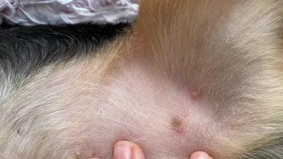 Сыпь на животе - Кожные заболевания, аллергия, уши, глаза, подушечки лап -  Лабрадор.ру собаки - ретриверы
