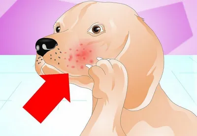 Аллергия у собак - что дать, как лечить, симптомы и признаки аллергии