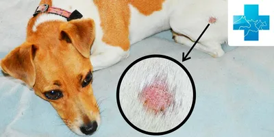 Аллергия на корм у собак - Veterinar-Dermatolog