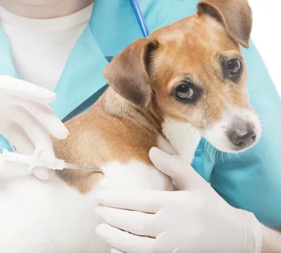 Пищевая аллергия у собак - симптомы и лечение | Как собака | Дзен
