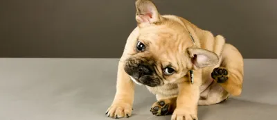 Сухой корм для собак Royal Canin Maxi Dermacomfort, при раздражениях кожи и  зуде 10 кг - отзывы покупателей на маркетплейсе Мегамаркет | Артикул  товара:100025358061