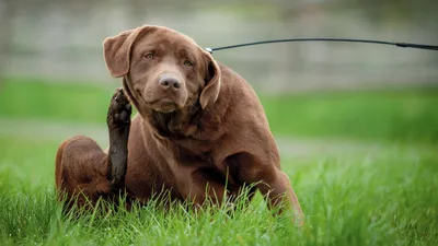 Сухой корм для собак Royal Canin, при раздражениях кожи и зуде 3 кг -  отзывы покупателей на маркетплейсе Мегамаркет | Артикул товара:100027593522