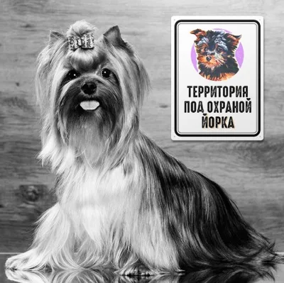 Табличка осторожно злая собака купить — купить по низкой цене на Яндекс  Маркете