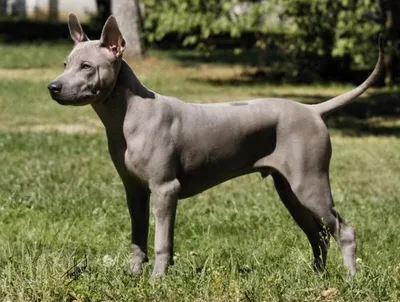 Щенки тайского риджбека питомник \"et Tar-menel\" - 🍃🍁🍂 Tera Curumi et  Tar-menel 🇫🇮 Thai Ridgeback Blue Color 💙 Тайский риджбек голубого окраса  🏆 Info: http://thairidgebacks.ru/ ⭐️🌟 Tel.: + 7 (920) 306-79-87 ✉☎