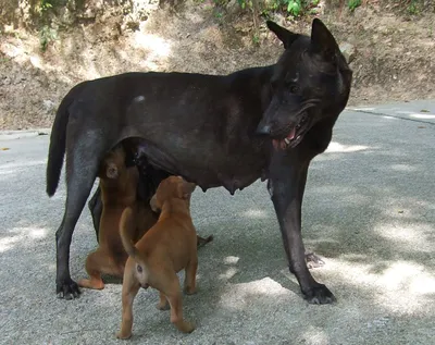 Щенки тайского риджбека питомник \"et Tar-menel\" - One year ago 😊 Thia  Melian et Tar-menel 🇳🇴 Isabella Thai Ridgeback 💛 Тайский Риджбек окраса  Изабелла 🏆 Info about kennel: http://thairidgebacks.ru Tel.: + 7 (