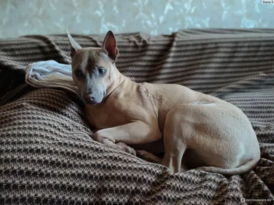 Щенки тайского риджбека питомник \"et Tar-menel\" - Amazing ❤️ Tera Curumi et  Tar-menel 🇫🇮 Blue Thai Ridgeback 💙 Тайский Риджбек голубого окраса 🏆  Info: http://thairidgebacks.ru ⭐️🌟 Tel.: + 7 (920) 306-79-87 ✉️☎