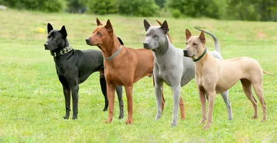 Тайский риджбек. Взгляд со стороны глазами кинологов MaliGuards Club K9