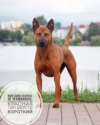 Собака тайский риджбек на профессиональных фото | Тайский риджбек Фото  №85597 скачать