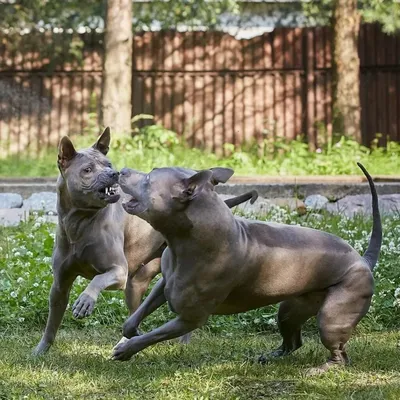 Красивая тайская собака Ridgeback в лесе утра Стоковое Фото - изображение  насчитывающей природа, девушка: 78573276