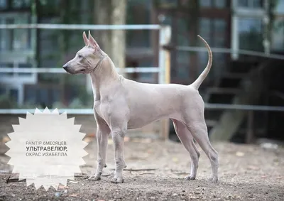 Тайский риджбек | Royal Canin UA