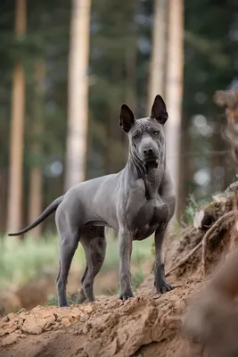 Тайский риджбек (Thai Ridgeback) - это очень умная, внимательная и  выносливая порода собак. Фото, отзывы, описание.