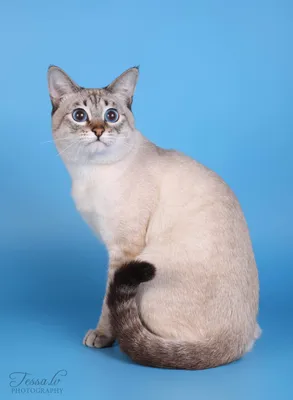 Тайская кошка - «Тайский кот окрас ред поинт. Наш ласковый и нежный зверь😺  Рассказ про нашего любимку во Всероссийский День кошек!» | отзывы