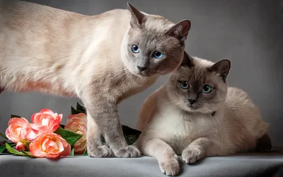 Разновидности тайских кошек - картинки и фото koshka.top