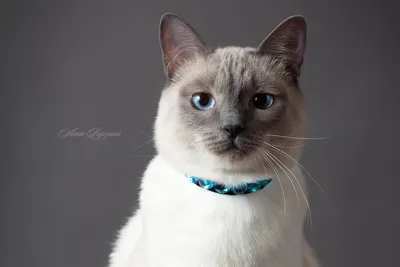 Тайский кот , 3d , 4k , ultra hd» — создано в Шедевруме