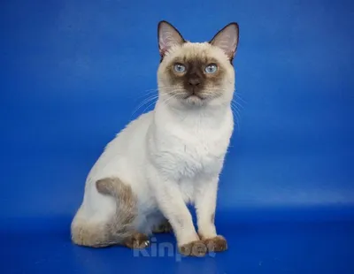Тайский кот по цене подержанной японской машины продается во Владивостоке -  PrimaMedia.ru