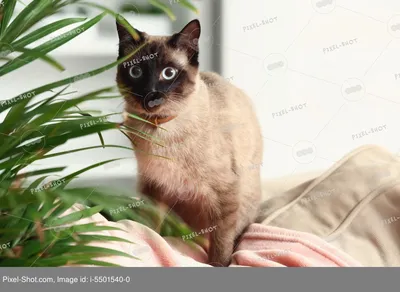 Тайский кот шоколад-пойнт ищет хозяев - купить, продать или отдать на Kinpet