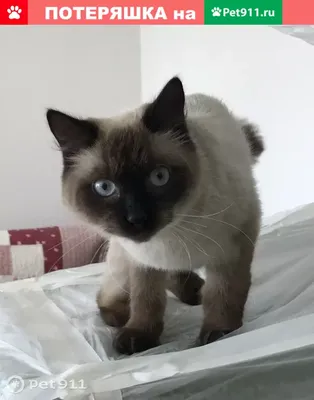 Новенький спасённый \"тайский\" котёнок | Пикабу