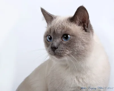 Тайские кошки - фото и описание породы (характер, уход и кормление)