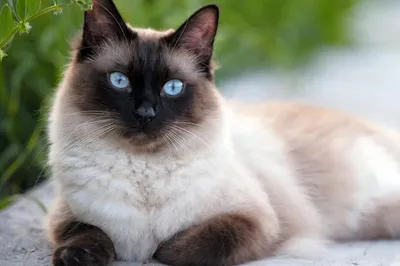 Тайская порода кошек - описание, фото, характер, окрасы