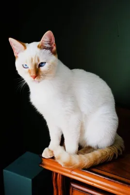 Тайский кот с голубыми глазами - обои на рабочий стол
