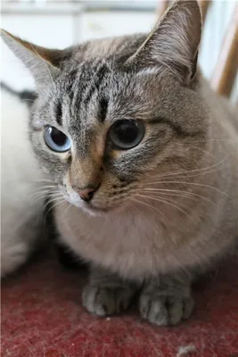 Тайский кот на белой предпосылке Стоковое Изображение - изображение  насчитывающей славно, уши: 29219509