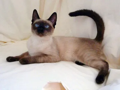 тайский кот на белом фоне стоковое изображение. изображение насчитывающей  разведенными - 224224783