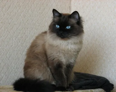 Тайский кот с голубыми глазами …» — создано в Шедевруме