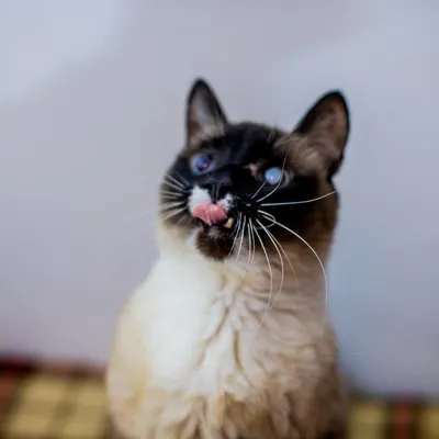 Тайский кот полосатый - картинки и фото koshka.top
