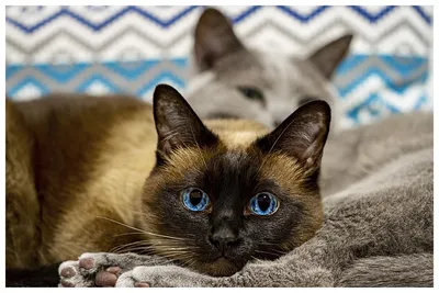 Голубоглазик .Тайский кот | Пикабу