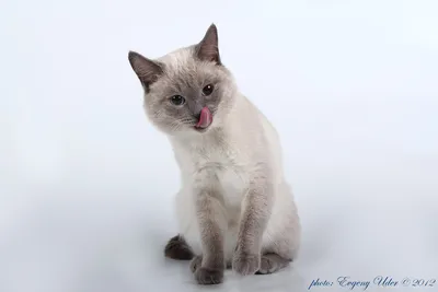 тайский кот на белом фоне стоковое изображение. изображение насчитывающей  уплотнение - 224224801