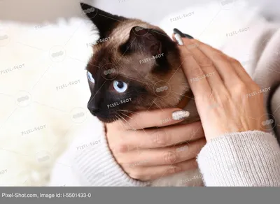 Очень милый реалистичный тайский кот…» — создано в Шедевруме