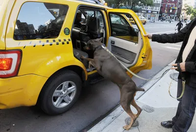 🚕 Как перевозить животных в такси и может ли таксист отказаться от  перевозки