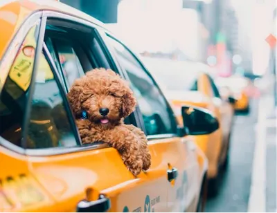 Royal Canin - «Такса едет на такси. Всё, приехали, мерси!»... | Facebook