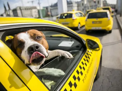 Как перевозить животных в такси? – Блог Grand Taxi
