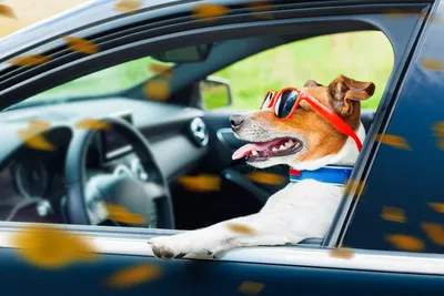 Водителей социального такси научили обращаться с собаками-поводырями -  Российская газета
